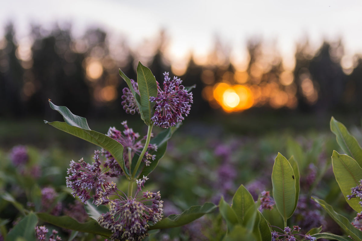 Coucher de soleil sur un champ d'asclépiade