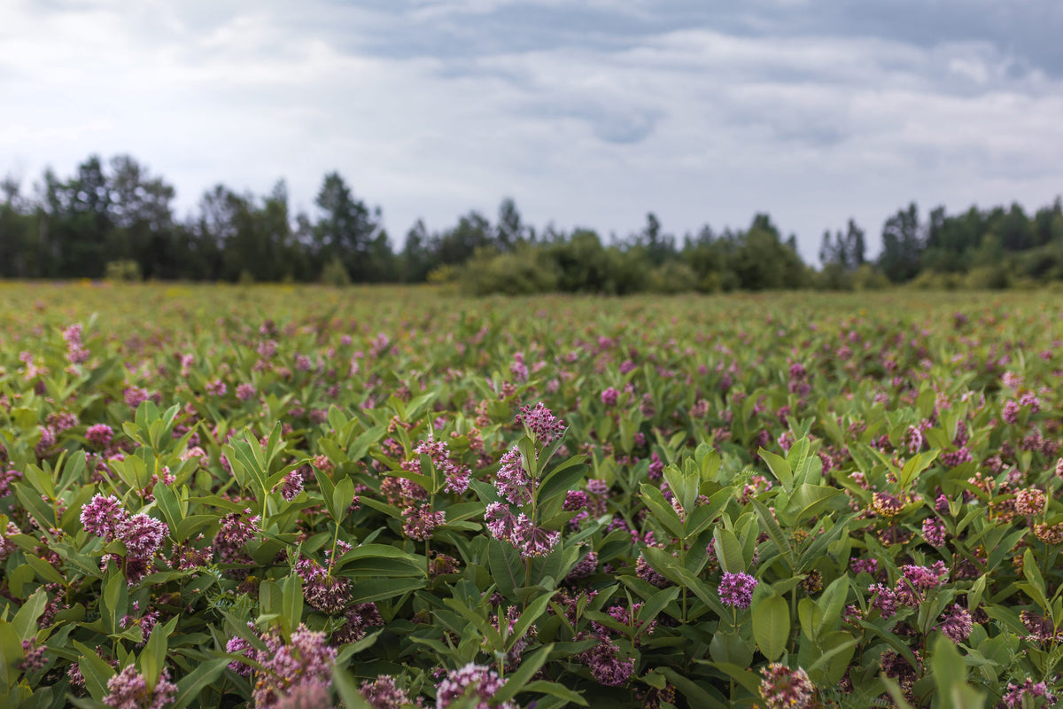 Un champ d'asclépiade en fleurs, bordé par la forêt
