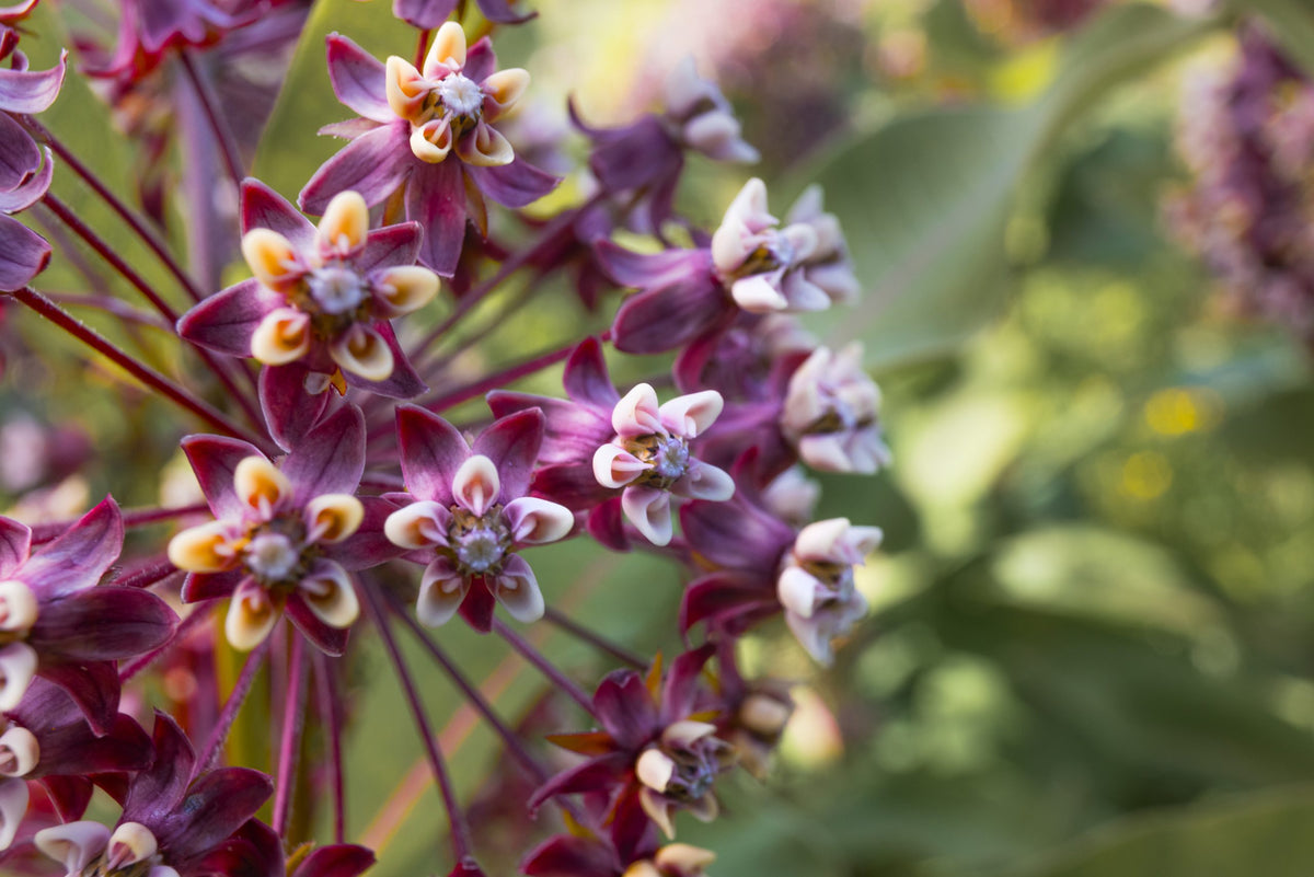 Gros plan sur les fleurs en étoile de l'asclépiade