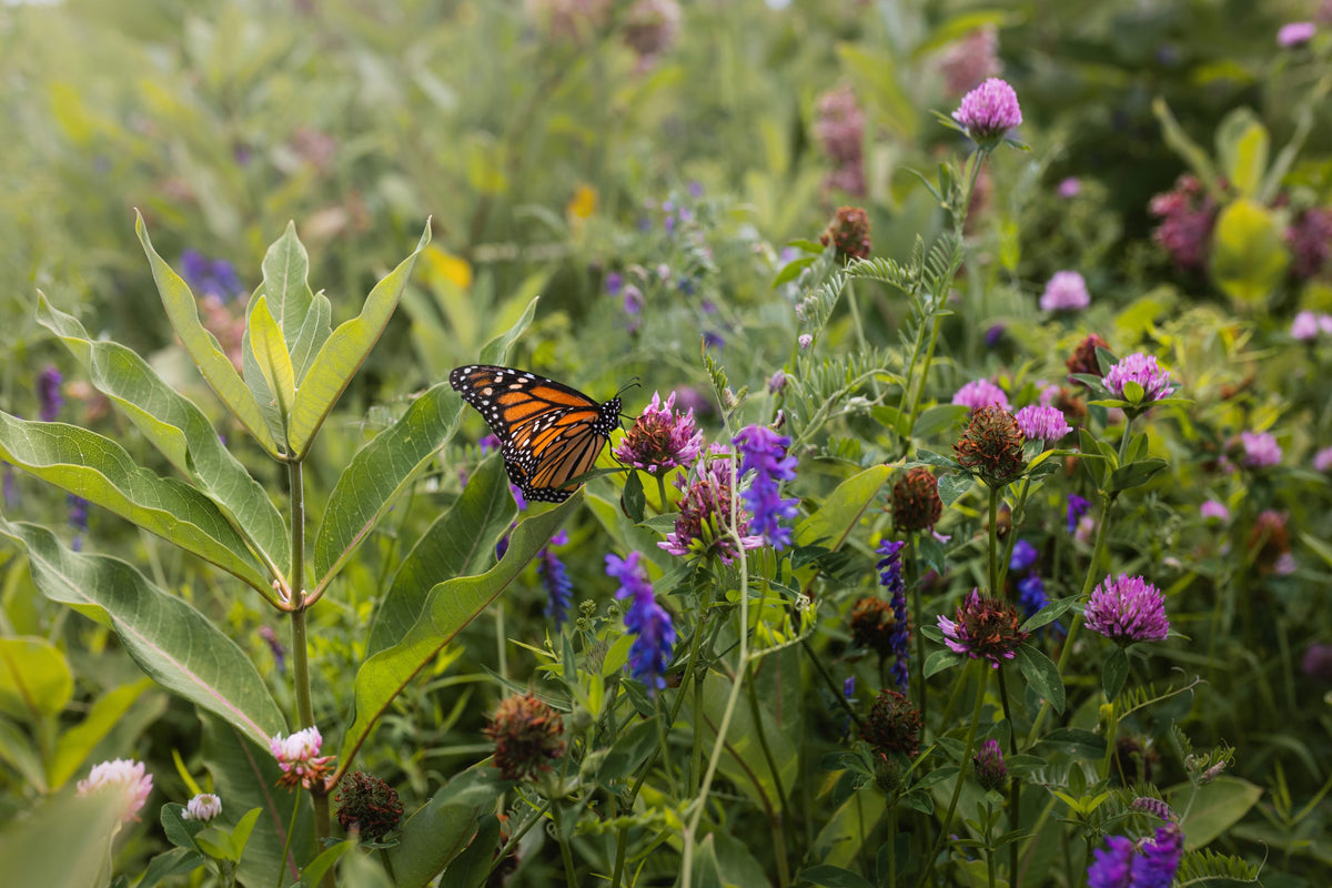 A monarch among clover and vetch