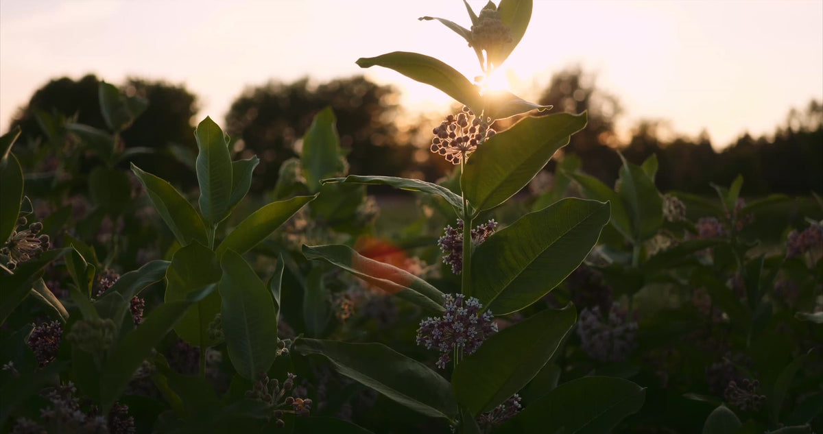 Le champ au coucher du soleil