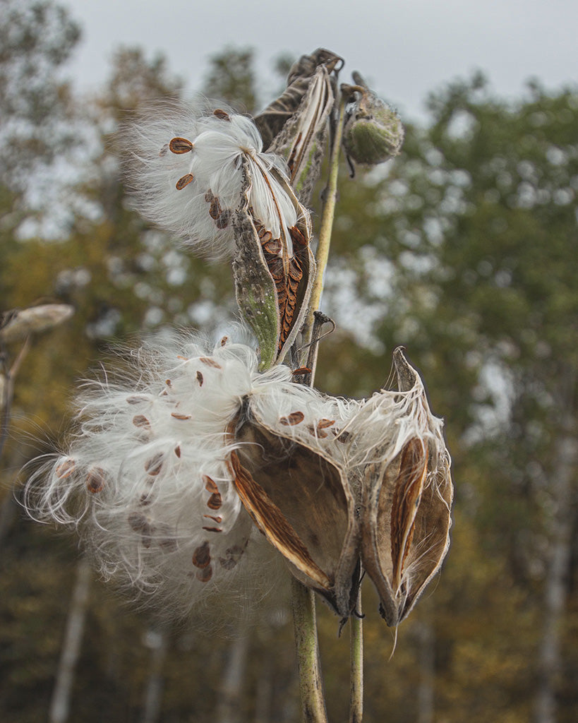 Gousses d’asclépiade ouvertes libérant leurs soies et graines – fibre isolante végétale et écologique utilisée par Lasclay