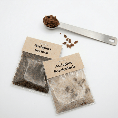 Sachets de graines stratifiées d'asclépiade (Asclepias syriaca et fascicularis) avec cuillère doseuse sur fond blanc, semences prêtes à planter pour le monarque.