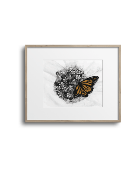 Affiche d'art encadrée Lasclay représentant un papillon monarque coloré posé sur une fleur d'asclépiade en noir et blanc, cadre de bois, format paysage.