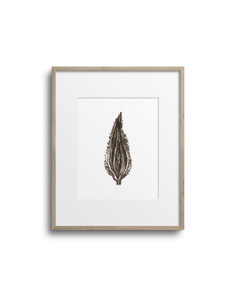 Affiche d'art encadrée Lasclay représentant une gousse d'asclépiade peinte à l'encre brune, cadre de bois clair sur mur blanc.