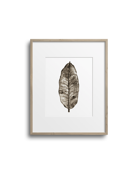 Affiche d'art encadrée Lasclay représentant une feuille d'asclépiade peinte à l'encre brune, cadre de bois clair sur mur blanc.