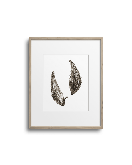Affiche d'art encadrée Lasclay représentant deux gousses d'asclépiade peintes à l'encre brune, cadre de bois clair sur mur blanc.