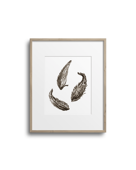 Affiche d'art encadrée Lasclay représentant trois gousses d'asclépiade peintes à l'encre brune, cadre de bois clair sur mur blanc.