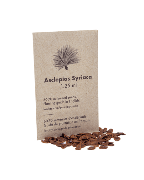 Sachet de semences d’asclépiade commune - graines de fleurs sauvages pour attirer les papillons monarques.