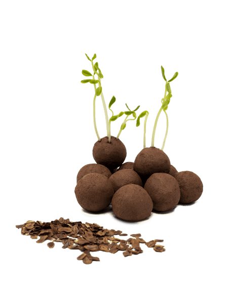 Bombes semencières d'asclépiade en tas avec jeunes pousses et graines déposées à côté, prêtes à verdir le jardin pour le monarque.
