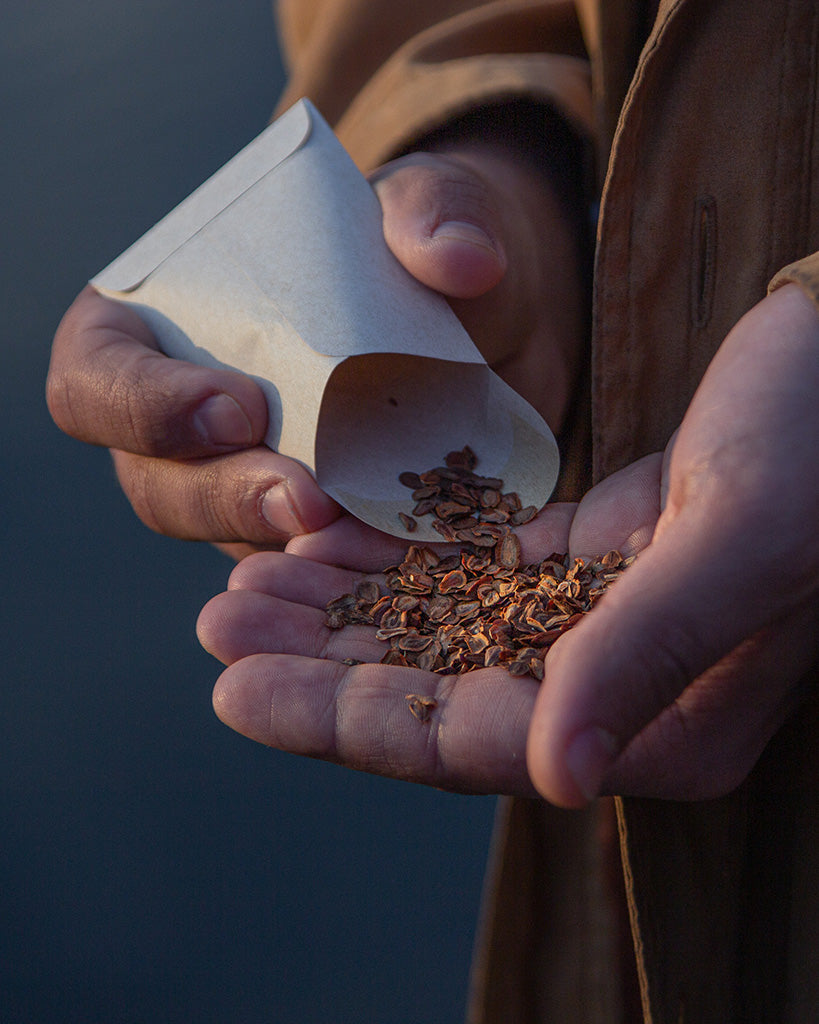 Graines d’asclépiade versées à la main – semences de fleurs écologiques distribuées par Lasclay pour sauver les monarques