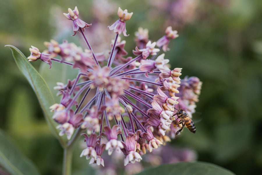 A common milkweed umbel with open flowers