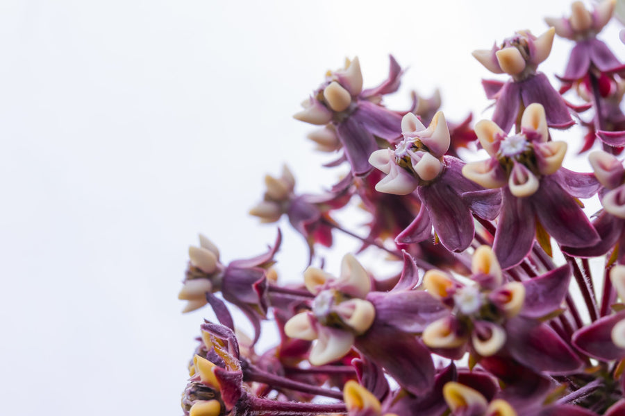 Milkweed flowers against the sky