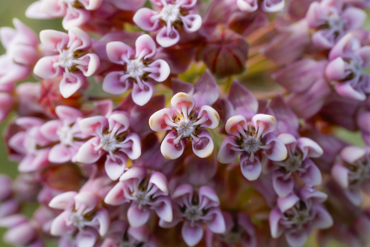 Des dizaines de fleurs réunies en une seule boule