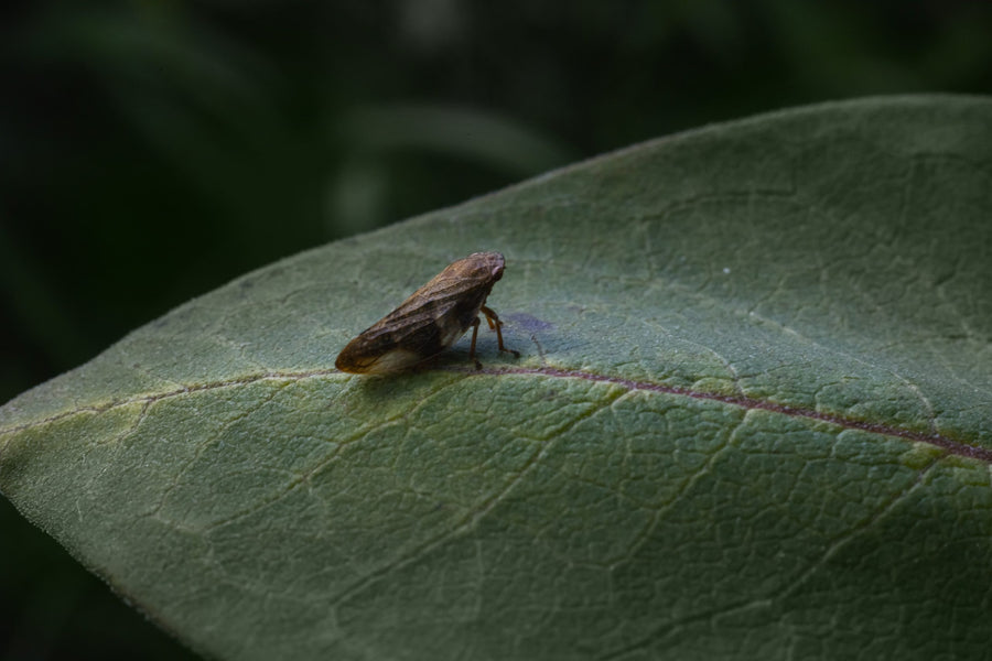 An insect resting on a milkweed leaf