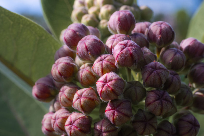 Des boutons floraux sur le point de s'ouvrir
