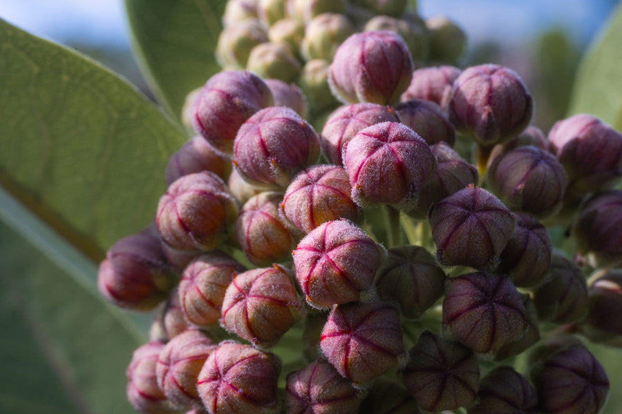 Flower buds about to open