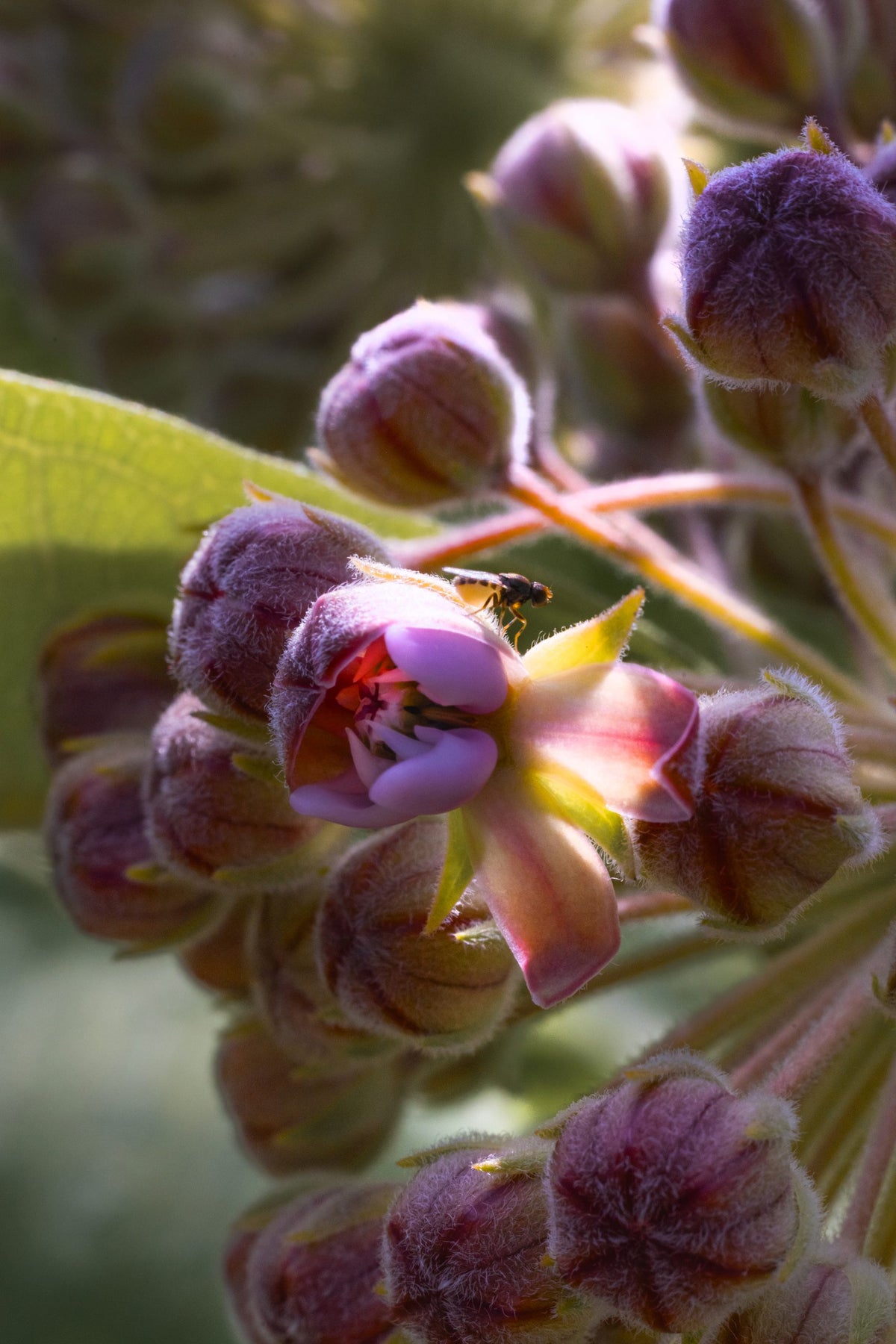Une première fleur s'ouvre parmi les boutons