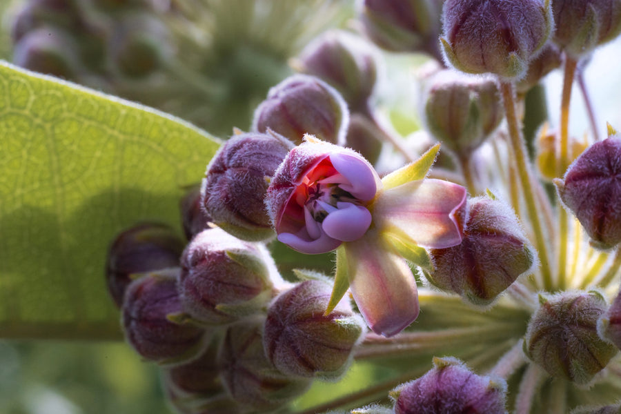 Buds and first flowers