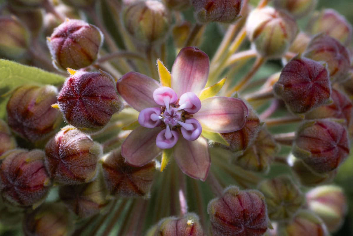 Une ombelle qui commence à fleurir