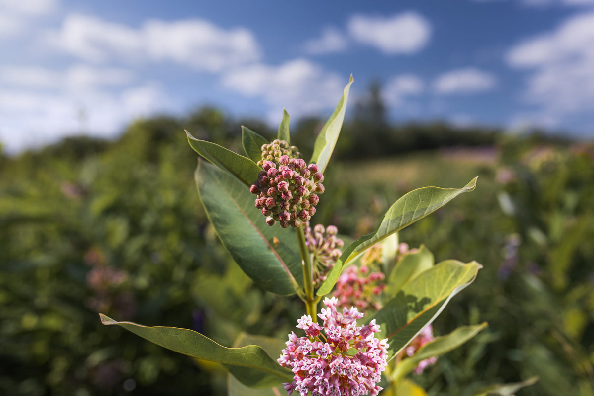 Une tige fleurie sous un ciel d'été