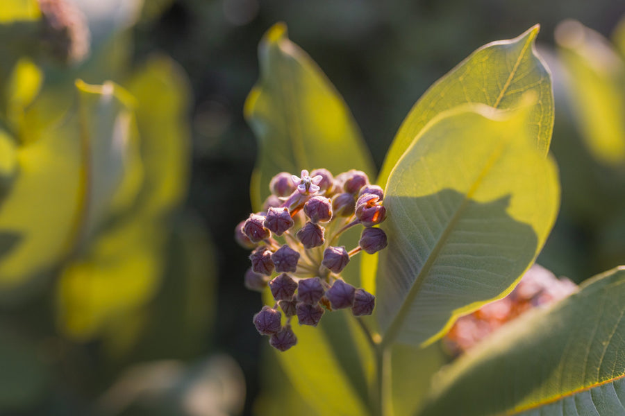 Flower buds in the light