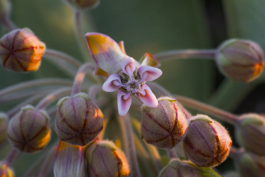 A milkweed flower in golden evening light
