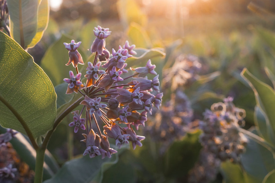 Milkweed flowers at the end of the day