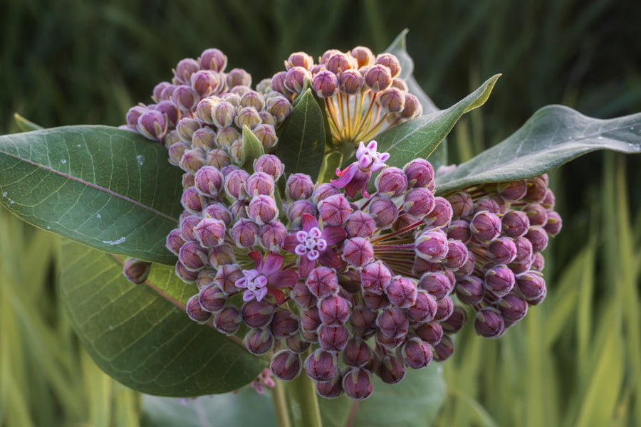 A cluster of umbels and broad leaves