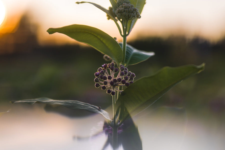 A milkweed stem reflected at the water’s edge