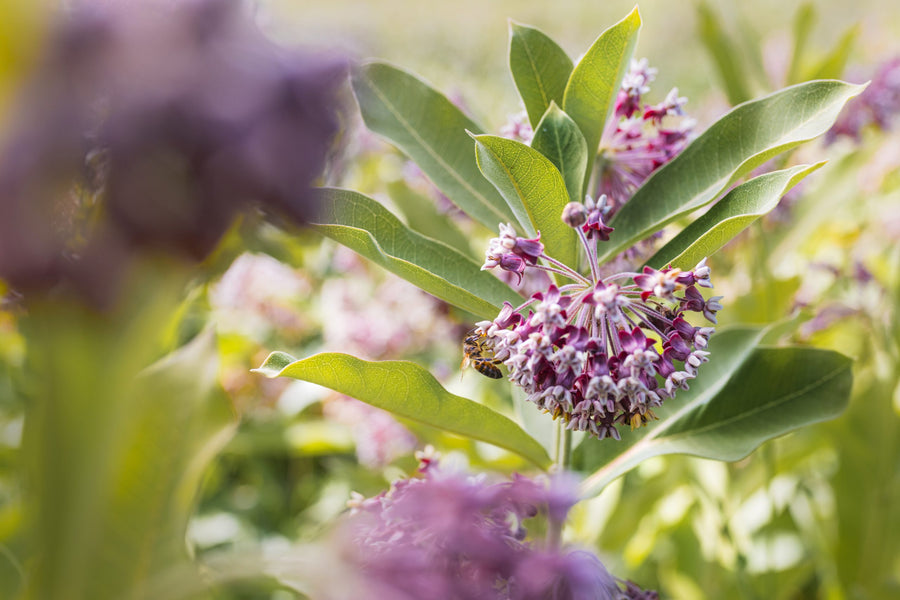 Milkweed flowers and leaves