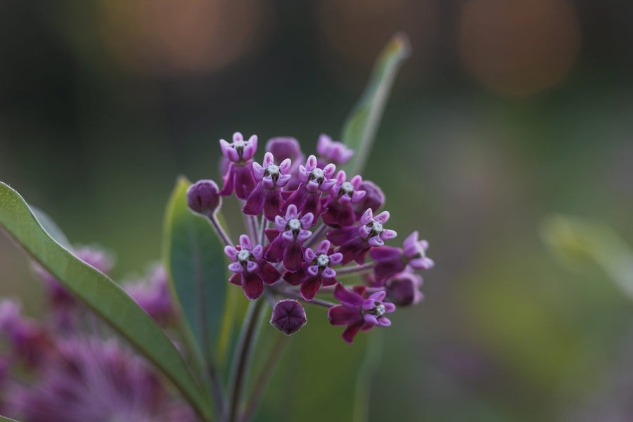 A purple umbel in the green of the field