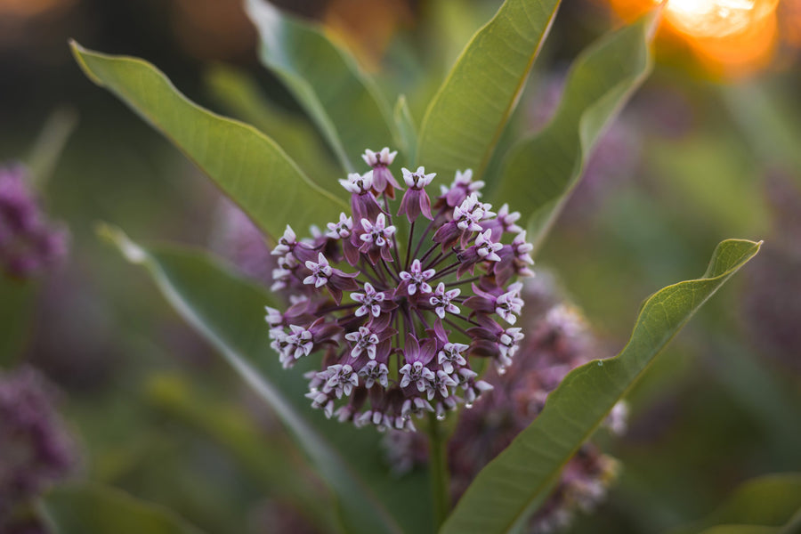 An umbel in full bloom