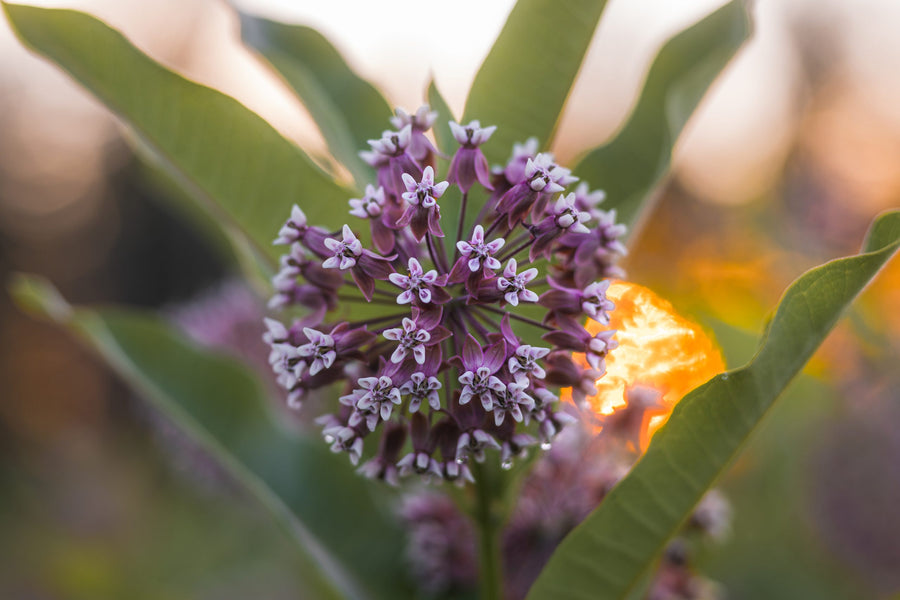 Backlit umbel at sunset