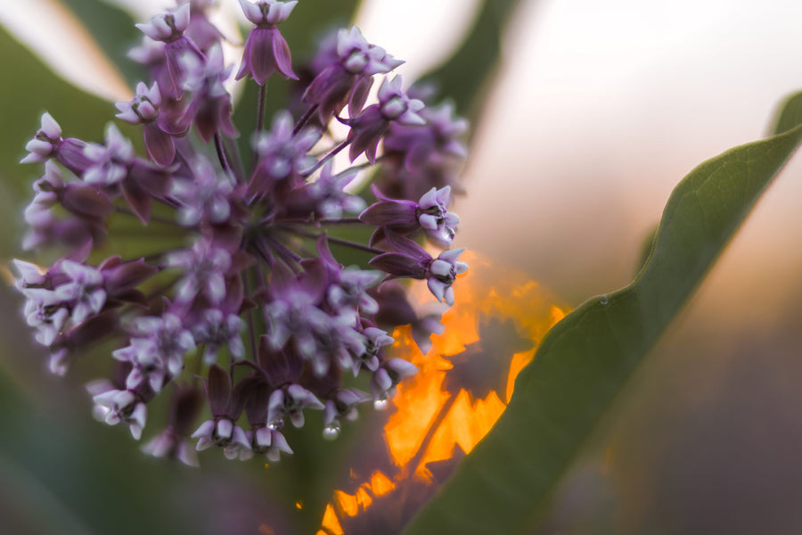 The setting sun behind an umbel