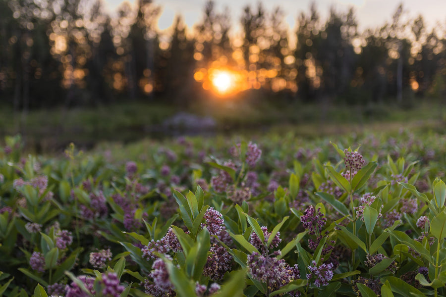 The sun sets behind the boreal forest at the end of the field