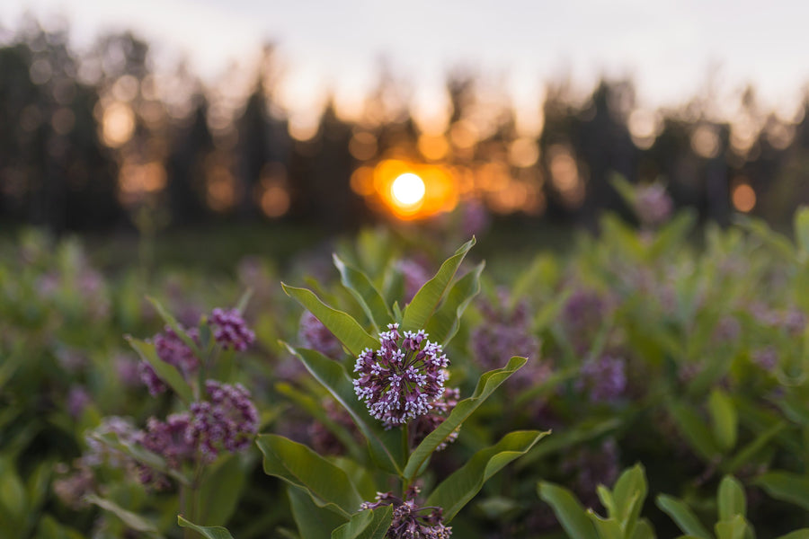 An umbel lit by the last rays of the day