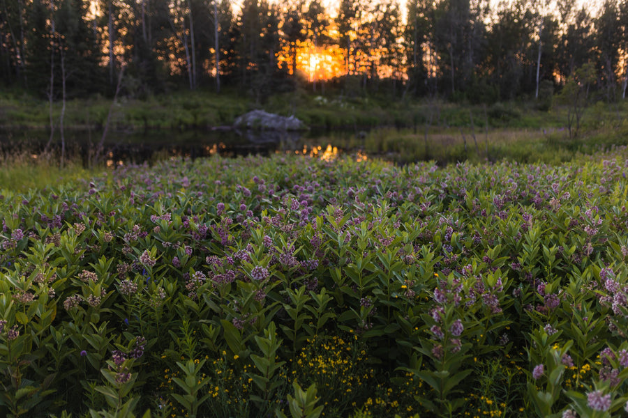 The field at dusk