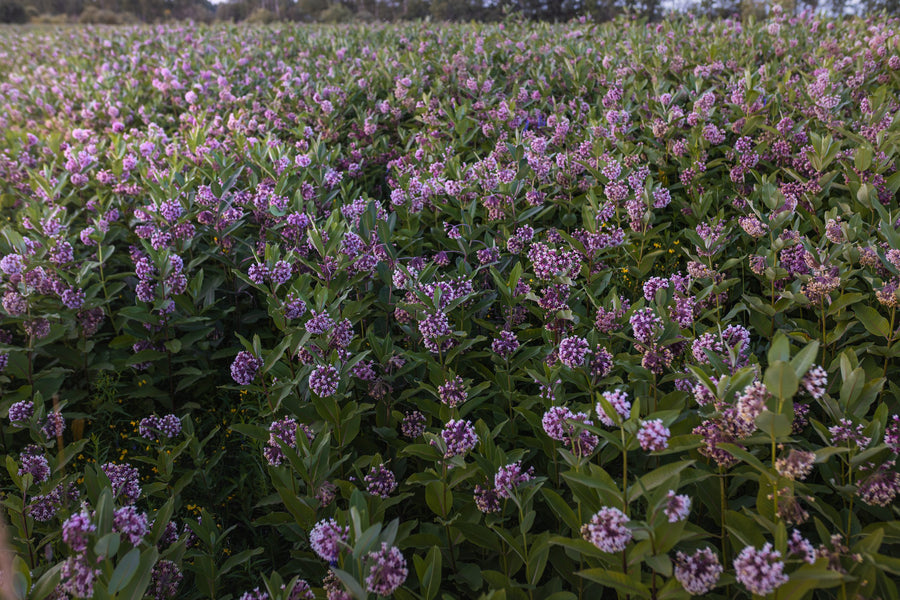Hundreds of pink umbels at once