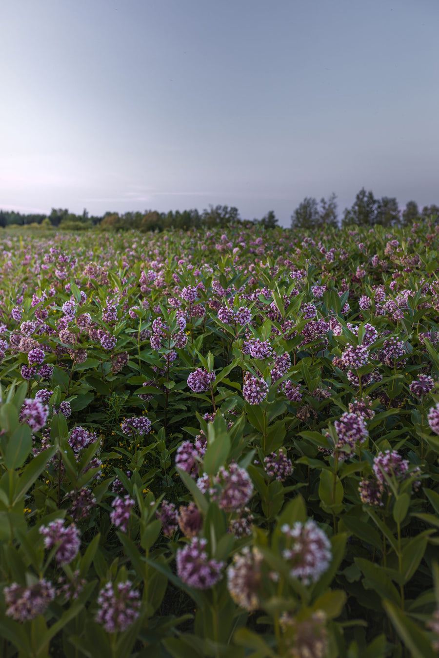 The field as far as the eye can see