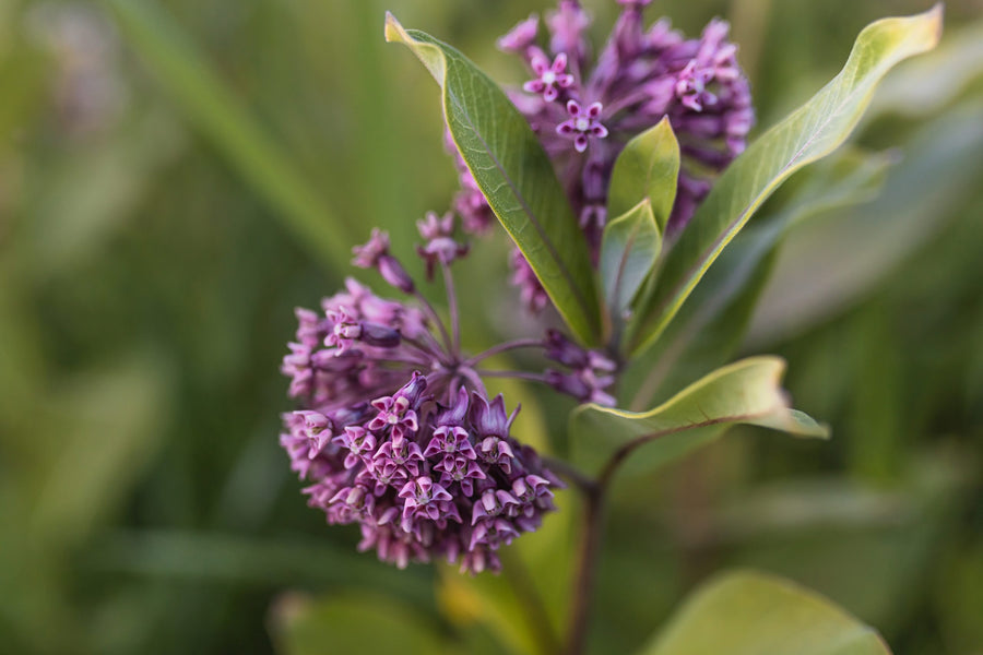 Two purple umbels
