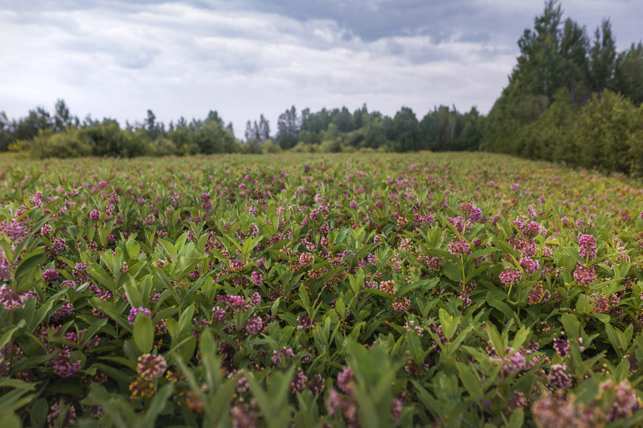 Milkweed covers the field to the forest edge