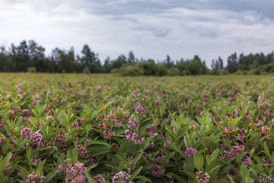 A flowering milkweed field bordered by forest