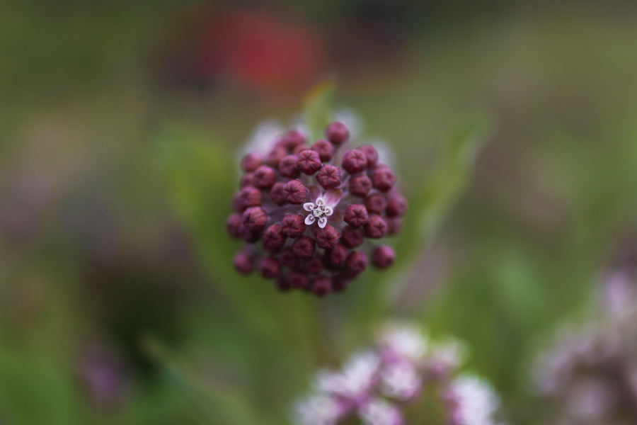 A single umbel, the field blurred behind