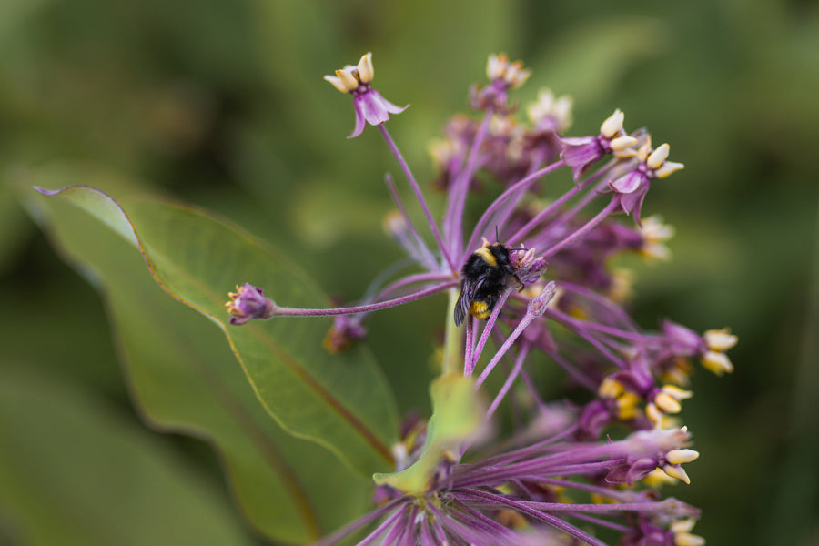 A bumblebee on a milkweed umbel
