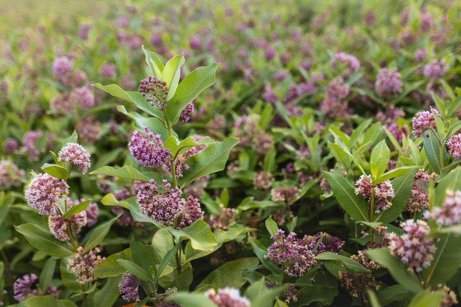 At flower level, in the heart of the field