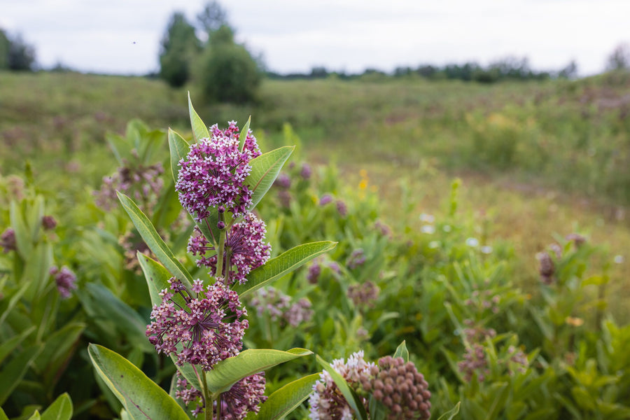 A milkweed stem in the foreground, the field behind