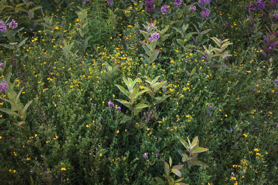 Milkweed grows among other native flowers