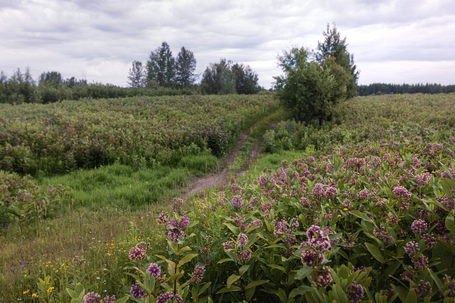 A path runs along the milkweed field