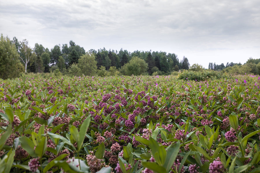 The field under a July sky
